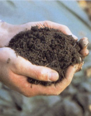 Bodenleben Bodensterben