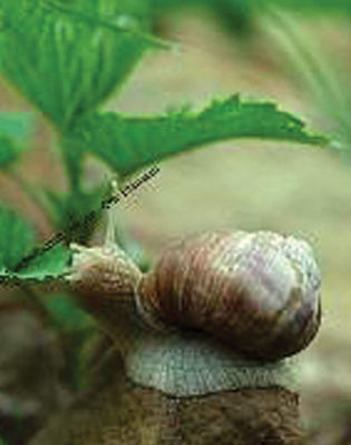 Schnecken oder was?